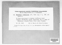 Image Associated With the Occurence